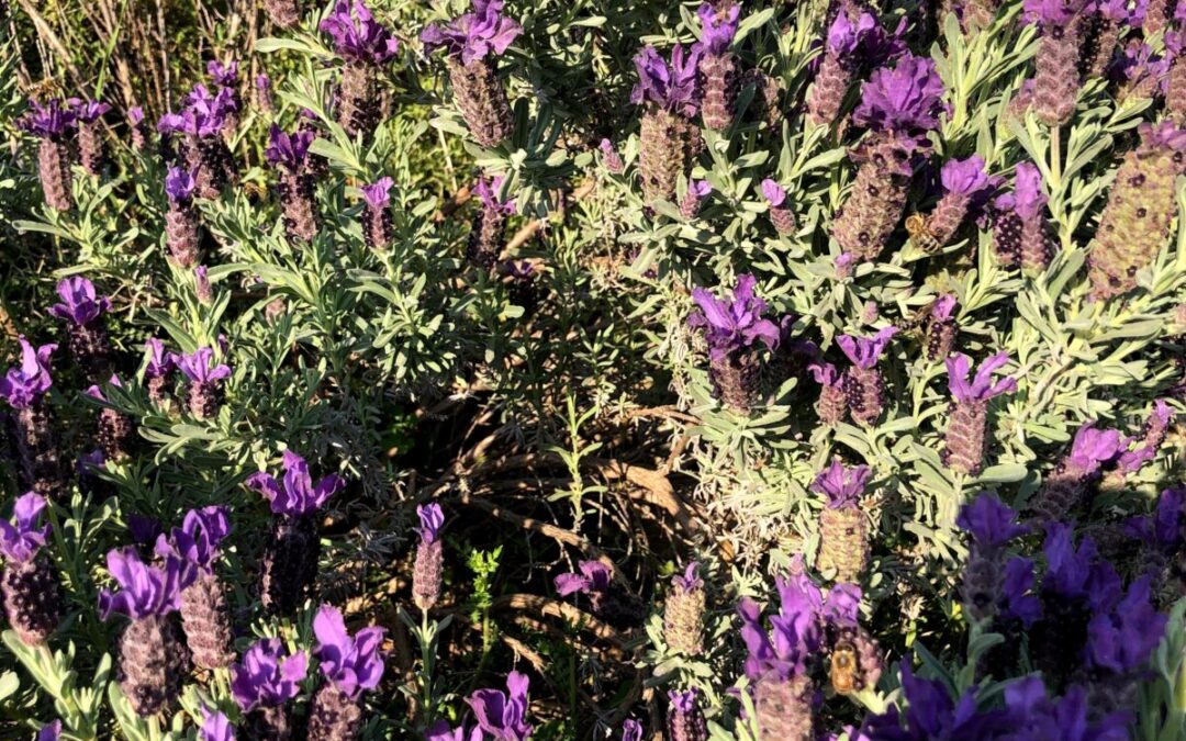 lavender / Λεβαντα