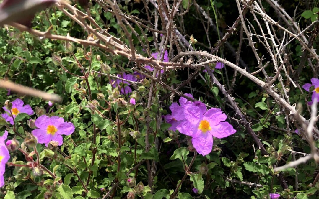 Cistus / κιστος