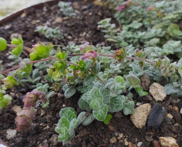 Dittany / δικταμος