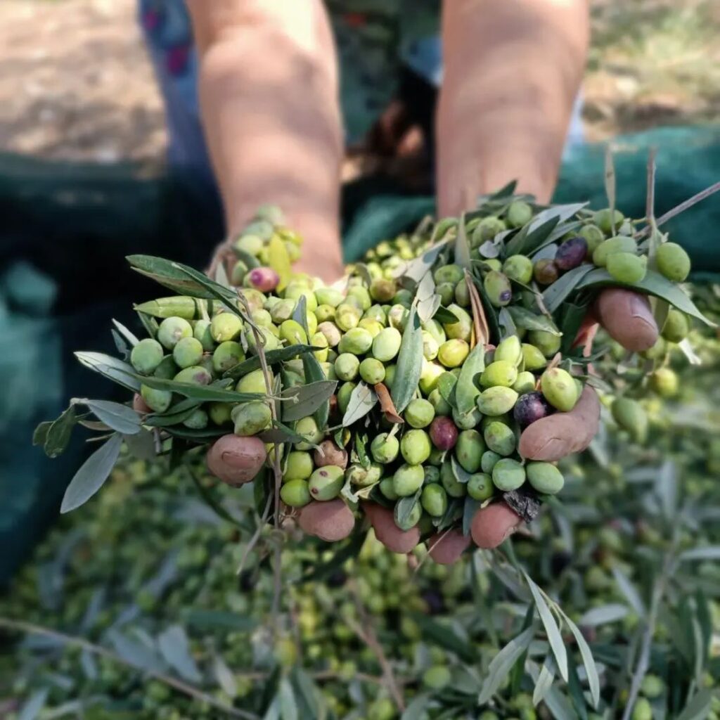 Paros olive oil tasting