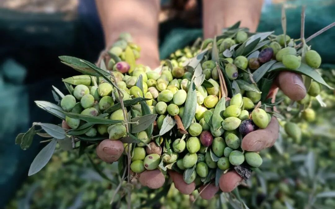 A Taste of Cretan gold