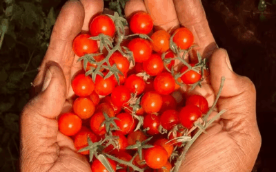 From Seed to Table: The Organic Summer Garden at Villa Thalasses vol.2