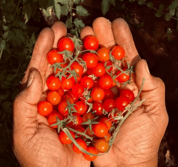 From Seed to Table: The Organic Summer Garden at Villa Thalasses vol.2