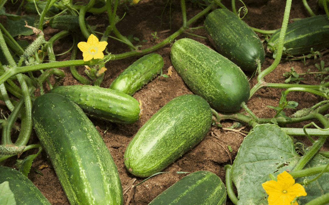 From Seed to Table: The Organic Summer Garden at Villa Thalasses VOL.3