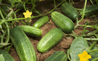 From Seed to Table: The Organic Summer Garden at Villa Thalasses VOL.3
