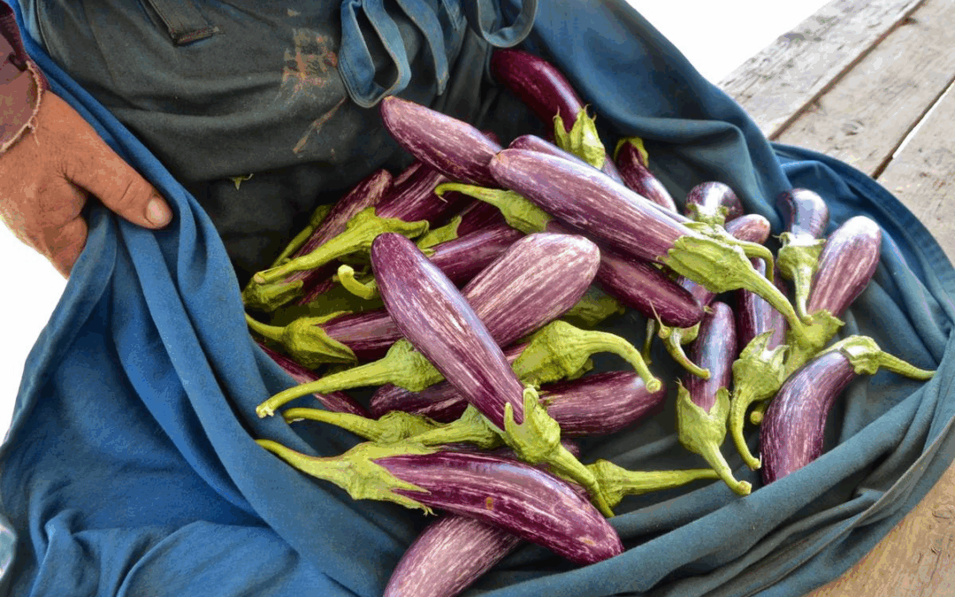 From Seed to Table: The Organic Summer Garden at Villa Thalasses Vol.5