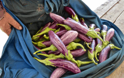 From Seed to Table: The Organic Summer Garden at Villa Thalasses Vol.5